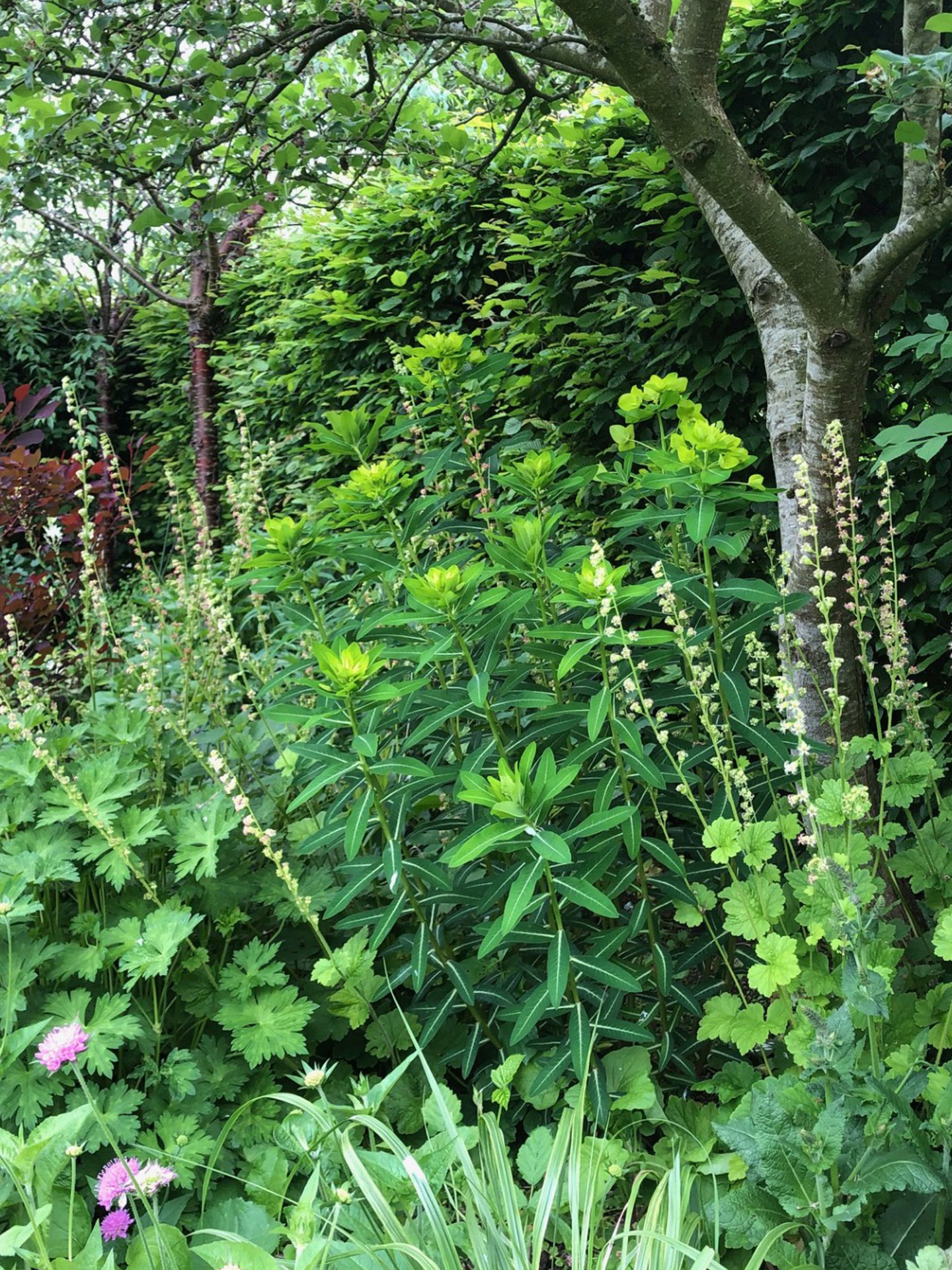 Raceh Spurgeon, Garden Designer